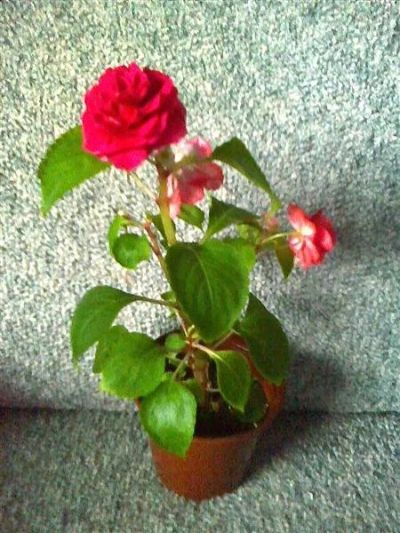 Лот: 1001298. Фото: 1. Бальзамин махровый красный. Горшечные растения и комнатные цветы