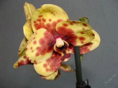 Лот: 1908676. Фото: 1. орхидея фаленопсис, отцветает. Горшечные растения и комнатные цветы