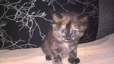 Лот: 7927886. Фото: 1. Отдам котят. Кошки, котята