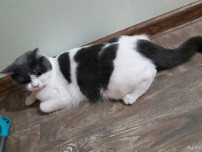 Лот: 12805097. Фото: 1. Шотландская кошечка. Кошки, котята
