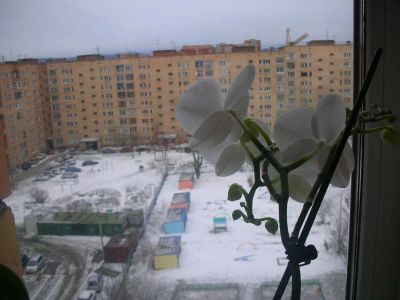 Лот: 3505512. Фото: 1. Продам 4-х комн. квартиру на Свободном... Квартиры, студии