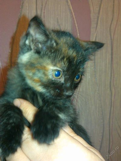 Лот: 3534206. Фото: 1. Отдам игривую кошечку черепахового... Кошки, котята