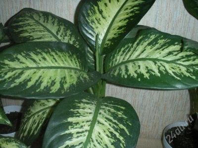 Лот: 2404354. Фото: 1. Dieffenbachia maculata 'Tropic... Горшечные растения и комнатные цветы