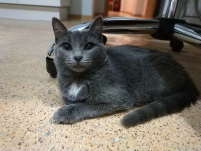 Лот: 12493733. Фото: 1. Кошечка ищет хозяина. Кошки, котята