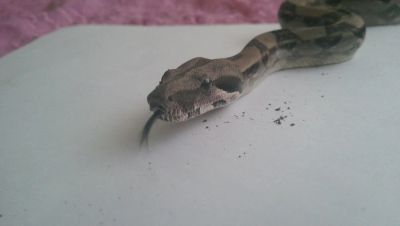 Лот: 3938960. Фото: 1. boa constrictor imperator-Императорский... Остальные животные