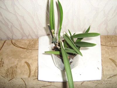 Лот: 894167. Фото: 1. орхидея каттлея. Горшечные растения и комнатные цветы