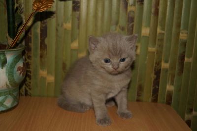 Лот: 4265006. Фото: 1. Шотландский лиловый котик. Кошки, котята