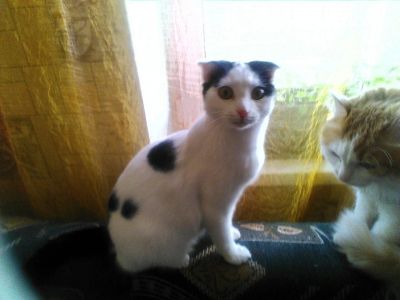 Лот: 10546563. Фото: 1. Отдам котика, срочно!. Кошки, котята