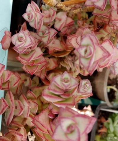 Лот: 13866962. Фото: 1. Крассула Crassula nealiana x rupestre... Горшечные растения и комнатные цветы