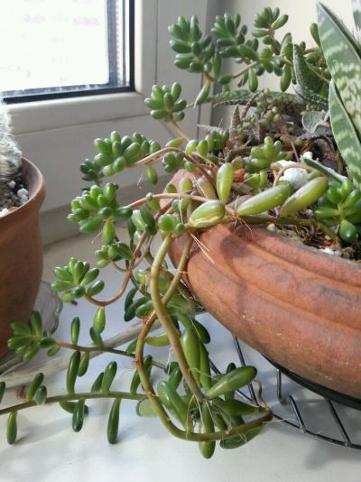 Лот: 11288484. Фото: 1. Sedum rubrotinctum суккулент. Горшечные растения и комнатные цветы