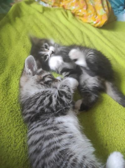 Лот: 21059759. Фото: 1. Отдам котенка,славная девчушка... Кошки, котята