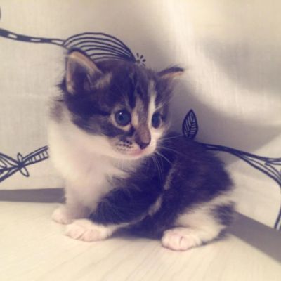 Лот: 6245791. Фото: 1. Отдам котенка. Кошки, котята