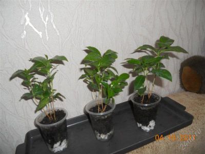 Лот: 1244233. Фото: 1. кофе. Горшечные растения и комнатные цветы