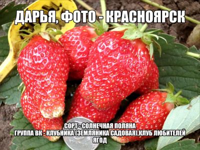 Лот: 7917047. Фото: 1. Усы клубники (земляники садовой... Ягоды