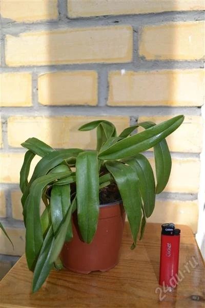 Лот: 2875304. Фото: 1. Орхидея. Горшечные растения и комнатные цветы