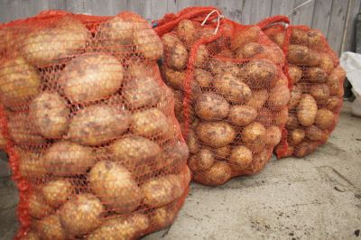 Лот: 6076570. Фото: 1. Семенной Картофель сорт "Тулеевский... Картофель