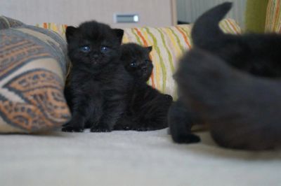 Лот: 3766365. Фото: 1. Британские котятки-медвежатки... Кошки, котята