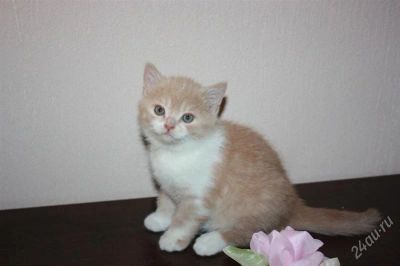 Лот: 1469947. Фото: 1. Шотланский котенок. Кошки, котята