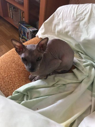 Лот: 11477759. Фото: 1. Отдам донского сфинкса. Кошки, котята