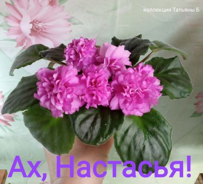 Лот: 17998111. Фото: 1. Фиалка АХ, Настасья! - лист. Горшечные растения и комнатные цветы