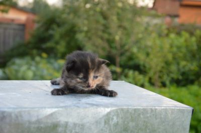 Лот: 4369356. Фото: 1. Котята от курильского бобтейла... Кошки, котята