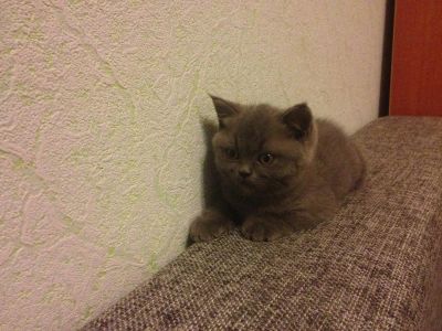 Лот: 7290303. Фото: 1. Котенок британский мальчик. Кошки, котята
