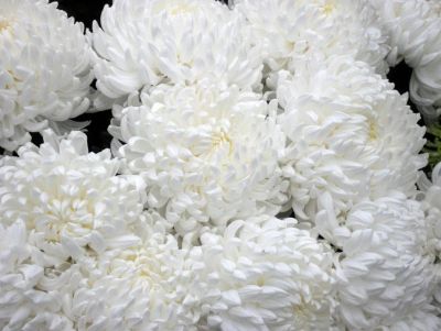 Лот: 13907246. Фото: 1. Хризантемы Огромные Белые. Свежие цветы