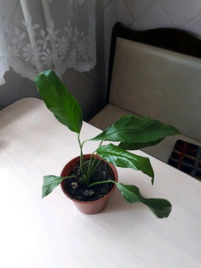 Лот: 11631580. Фото: 1. Спатифиллум. Горшечные растения и комнатные цветы