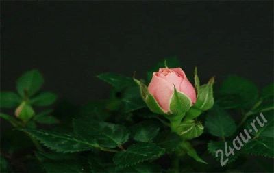 Лот: 321746. Фото: 1. Открытка-анимация. Открытки, конверты