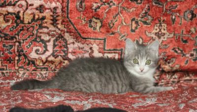 Лот: 3482837. Фото: 1. Заводной котёнок!. Кошки, котята