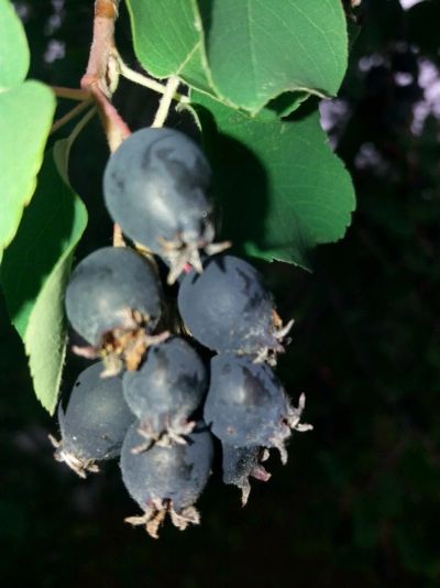 Лот: 14317751. Фото: 1. Ягода ирга. Ягоды, орехи