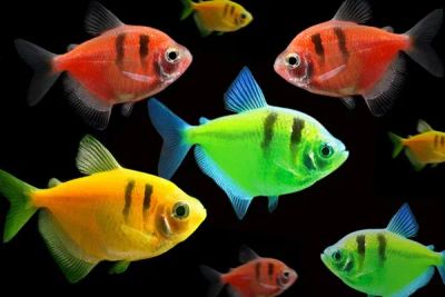 Лот: 10063286. Фото: 1. Тернеция полосатая "GloFish" ассорти... Рыбки