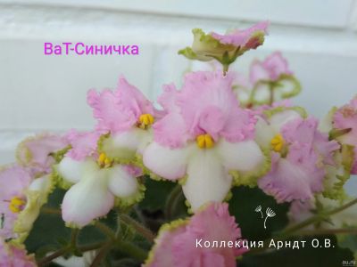 Лот: 14647631. Фото: 1. Фиалка ВаТ-Синичка, лист. Горшечные растения и комнатные цветы