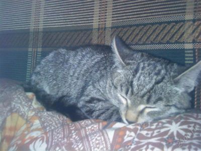 Лот: 1263775. Фото: 1. Котика отдам только в хорошие... Кошки, котята