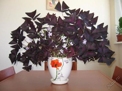Лот: 5620354. Фото: 1. Оксалис -кислица пурпурная - клевер... Горшечные растения и комнатные цветы