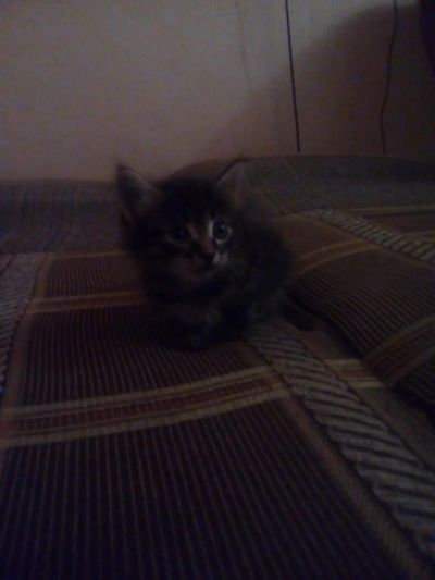 Лот: 11345549. Фото: 1. Отдам котят 1 месяц. Кошки, котята