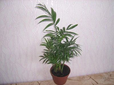 Лот: 935025. Фото: 1. хамедорея --. Горшечные растения и комнатные цветы