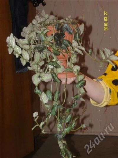 Лот: 311922. Фото: 1. Цветок4. Горшечные растения и комнатные цветы