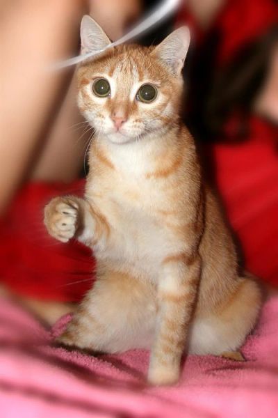 Лот: 3291616. Фото: 1. Рыжий кот. Возраст около 1 года... Кошки, котята
