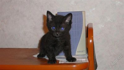 Лот: 1531299. Фото: 1. сфинкс-браш для понимающих эзотериков. Кошки, котята