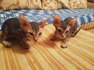 Лот: 13113480. Фото: 1. Котята Канадского Сфинкса. Кошки, котята