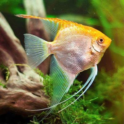 Лот: 16203695. Фото: 1. Скалярия - желтый брилиант (Pterophyllum... Рыбки