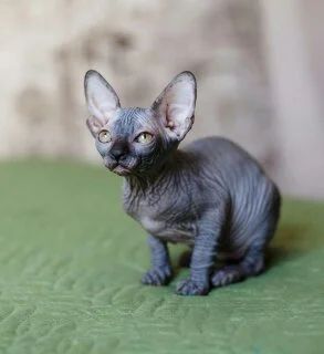 Лот: 7633676. Фото: 1. Сфинксик в любимцы. Кошки, котята