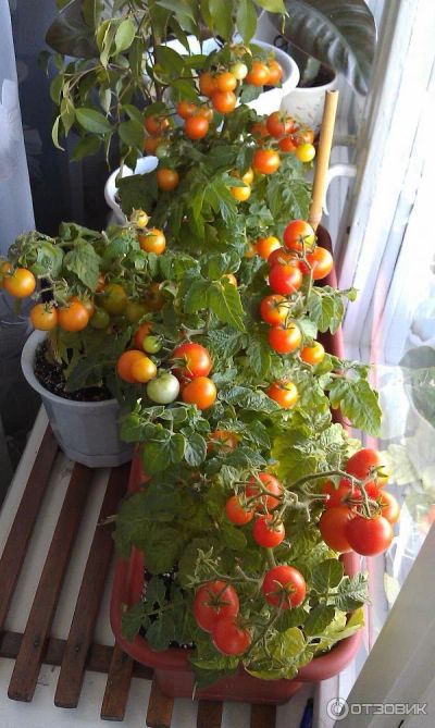 Лот: 9177550. Фото: 1. Рассада помидор, томатов Балконное... Овощи