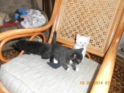 Лот: 4389740. Фото: 1. Черные котята. Кошки, котята