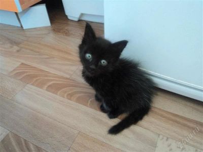 Лот: 2880367. Фото: 1. Отдам котенка (мальчик). Кошки, котята