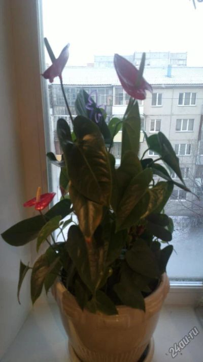 Лот: 9509679. Фото: 1. Антуриум Андре Дакота выкупайте... Горшечные растения и комнатные цветы