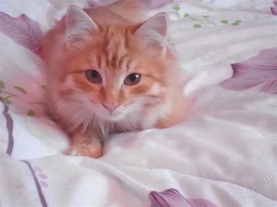 Лот: 2558969. Фото: 1. Котёнок. Кошки, котята