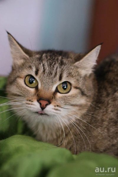 Лот: 8510012. Фото: 1. Ищет дом кошечка Рыська!!. Кошки, котята