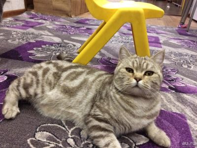 Лот: 10067697. Фото: 1. Шотландские чистокровные котята. Кошки, котята